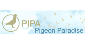 pipa